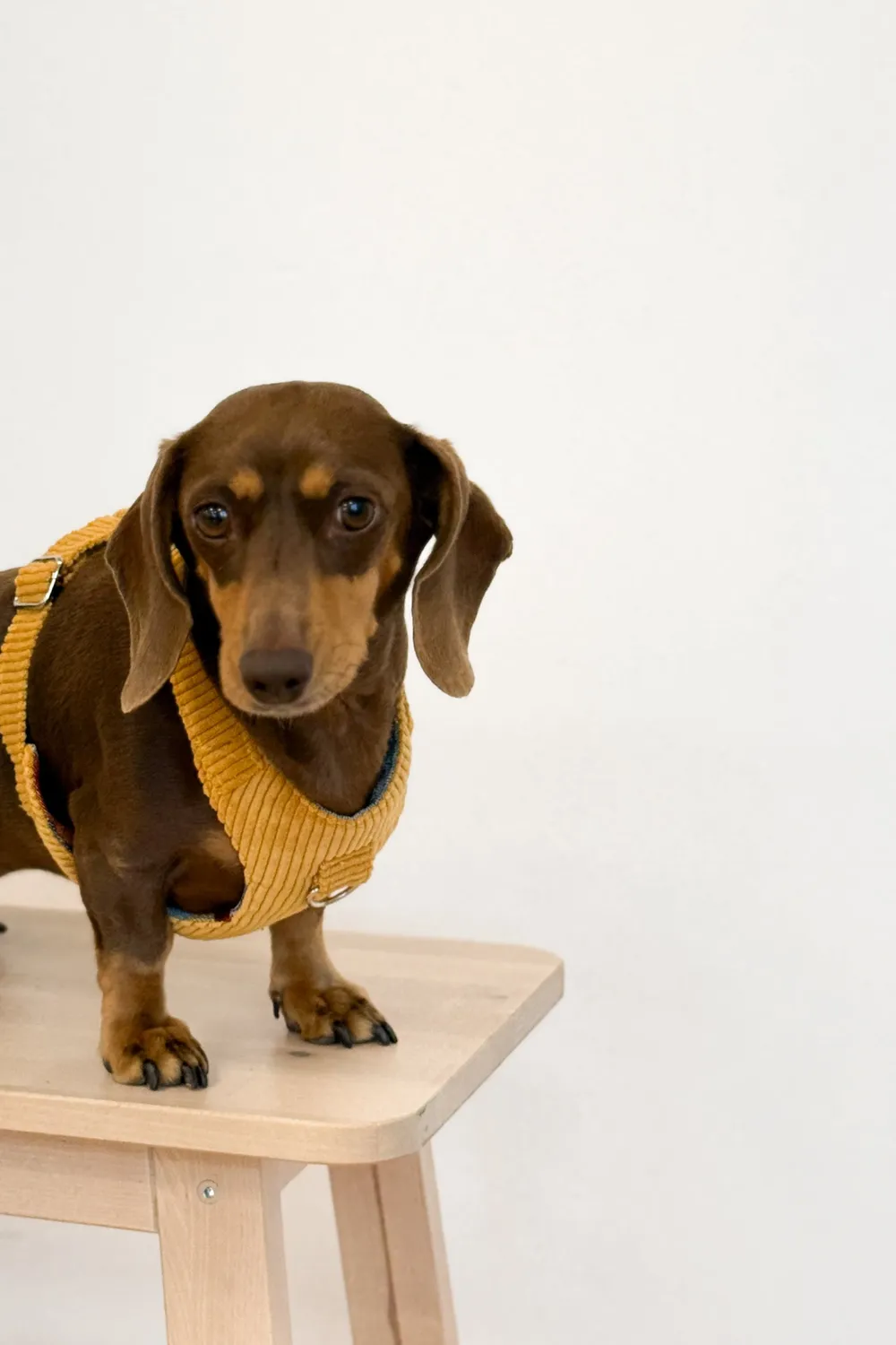 De La Mur Taz hundesele med bånd sennepsgul