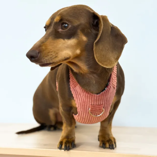 De La Mur Coral hundesele med kobbel